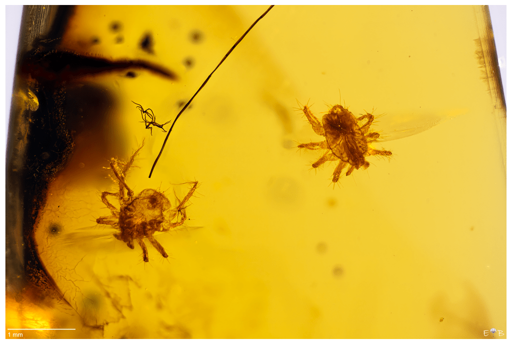 A couple of small Acari - Hukawng Valley, Kachin State (Myanmar) - Upper Cretaceous (early Cenomanian) - ~98.7 Myo