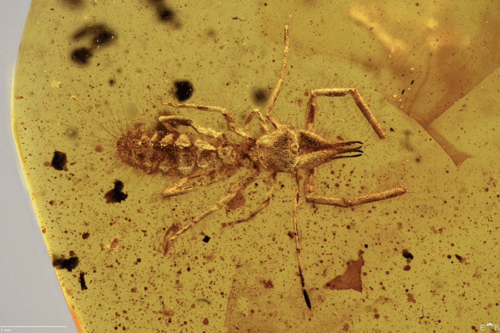 Cushingia cf. ellenbergeri (Arachnida, Solifugae)