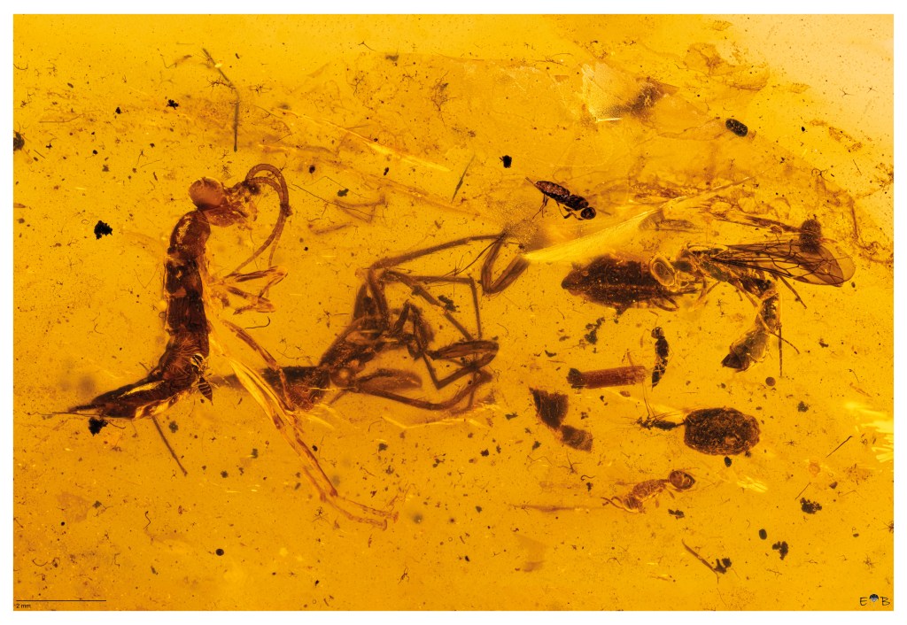 Association of a Alienopterida nymph (left), a spider and an hymenoptera (right)