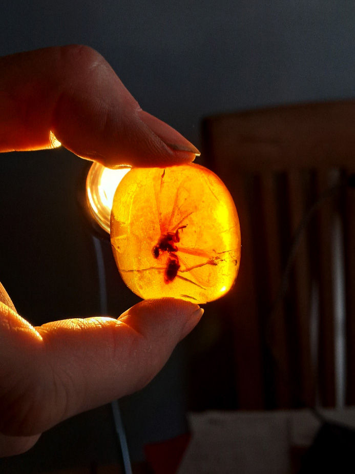 Termite in Myanmar amber ~99Myo