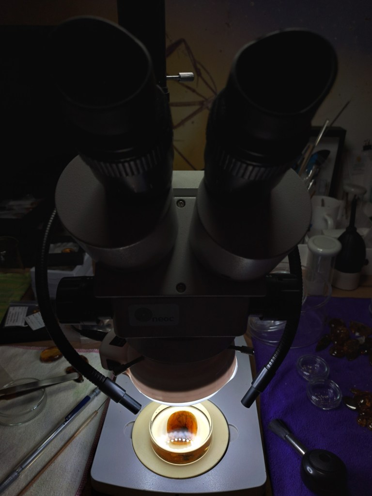 Setting-up the amber under the stereoscope