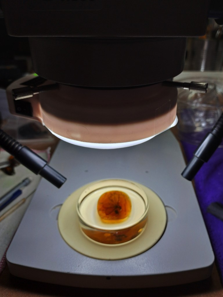 Observing under the stereoscope helps to remove small bubbles and small hairs eventually present