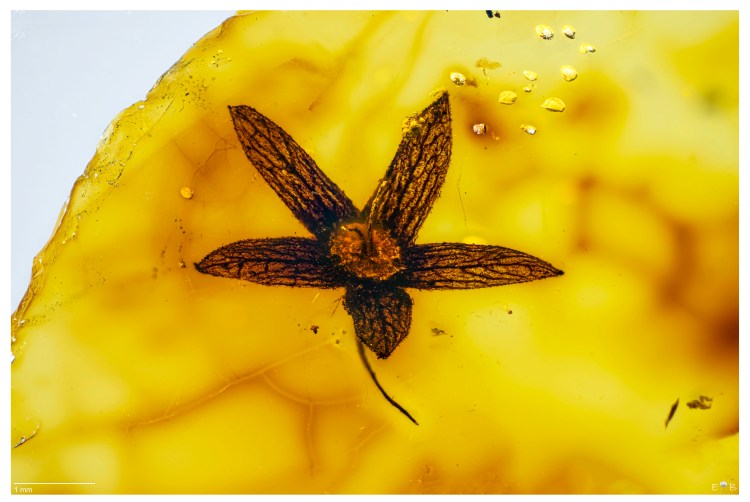 Tropidogyne pentaptera (Angiosperm) Myanmar ~99Myo