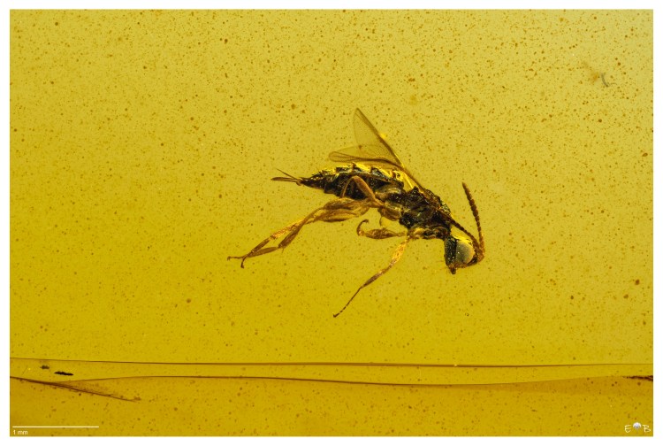 cf. Proterosceliopsis sp. (Hymenoptera: Platygastroidea) Myanmar