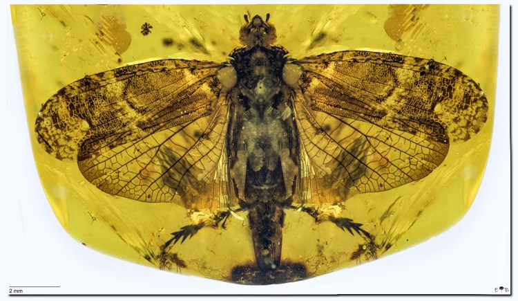 Mimarachnidae (Hemiptera: Fulgoroidea) Myanmar ~99Myo