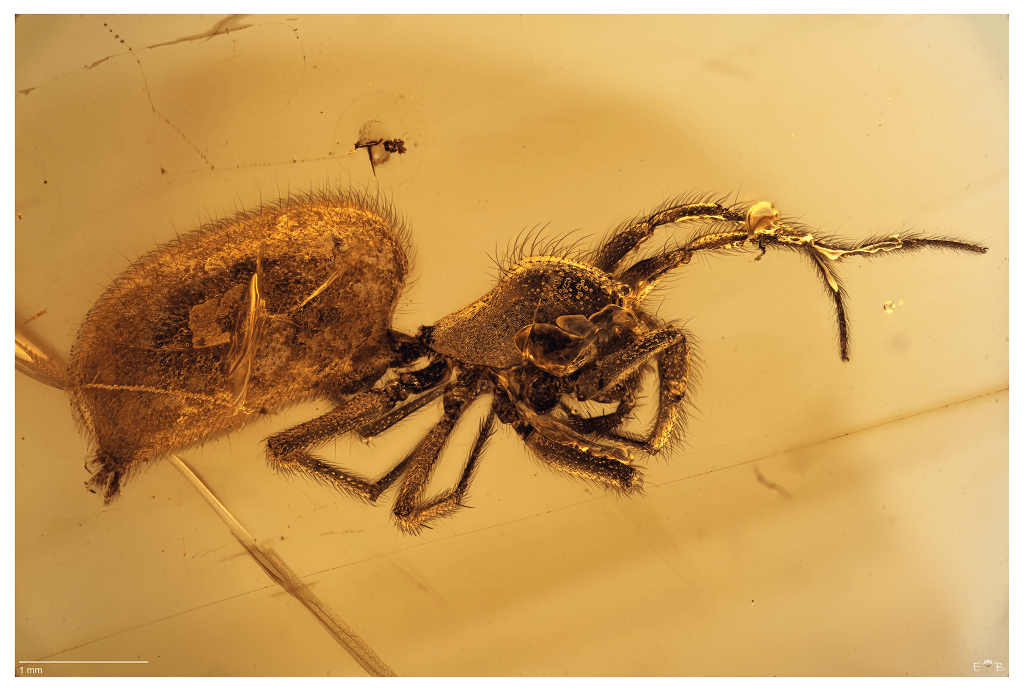 Araneae (Arachnida)
Hukawng Valley of Northern Myanmar, Kachin State, Myanmar (early Cenomanian, Cretaceous ~99Myo)