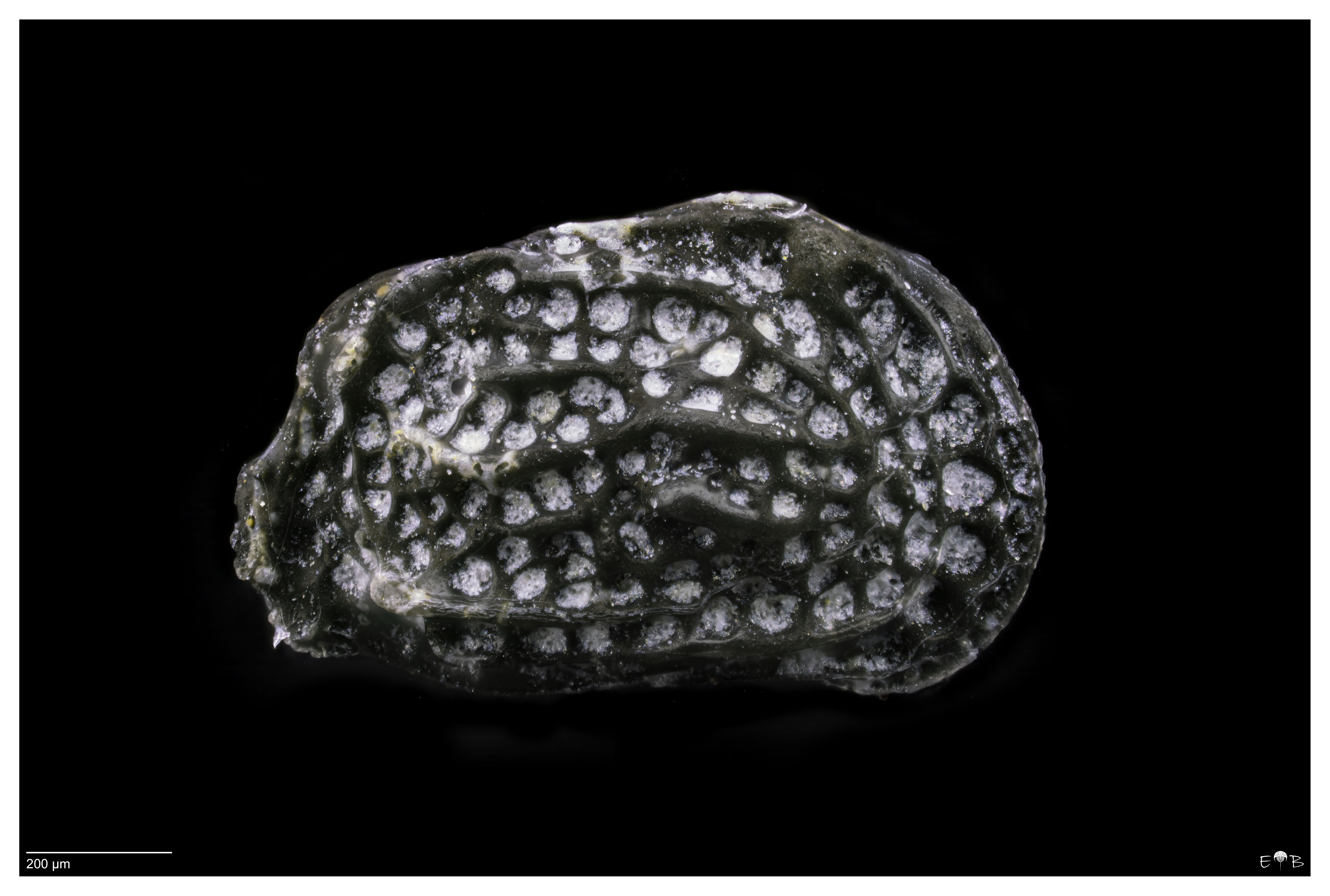 Hermanites sp. (Ostracoda)
Pliocene (Zanclean) 
Argille di Ortovero
Liguria, Italia