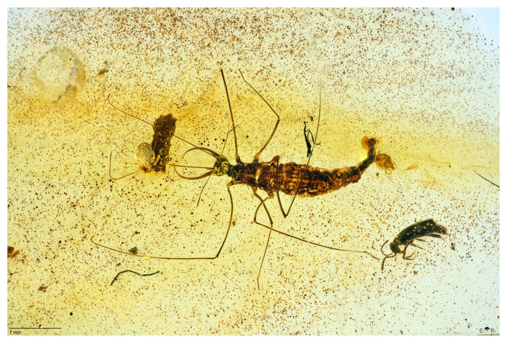 Pedanoptera arachnophila (Neuroptera: Mesochrysopidae) Hukawng Valley of Northern Myanmar, Kachin State, Myanmar (early Cenomanian, Cretaceous ~99Myo)