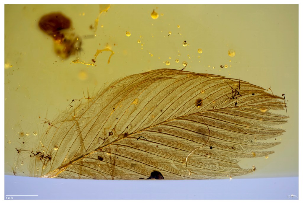 Feather (Vertebrata: Avian) ~99Myo, Upper Cretaceous, Myanmar