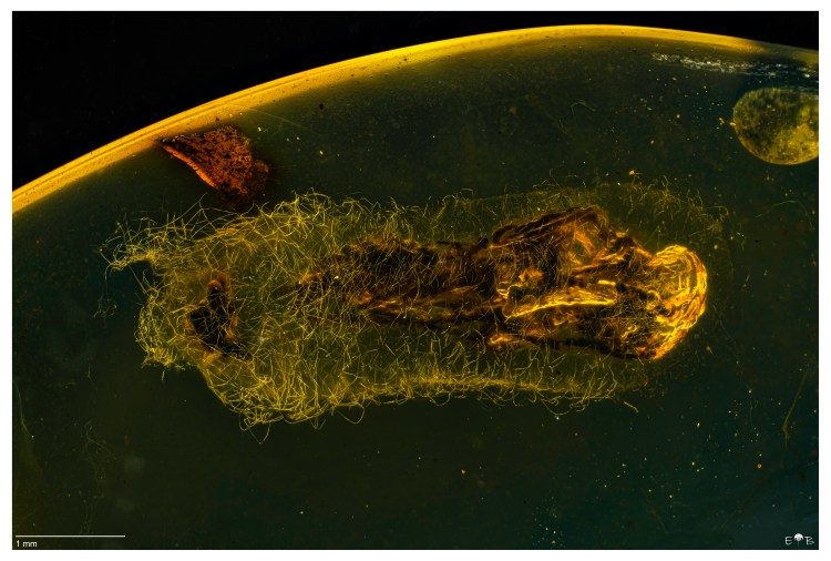 Hymenoptera pupa inside his cocoon (Myanmar)
Forester Wallace Collection