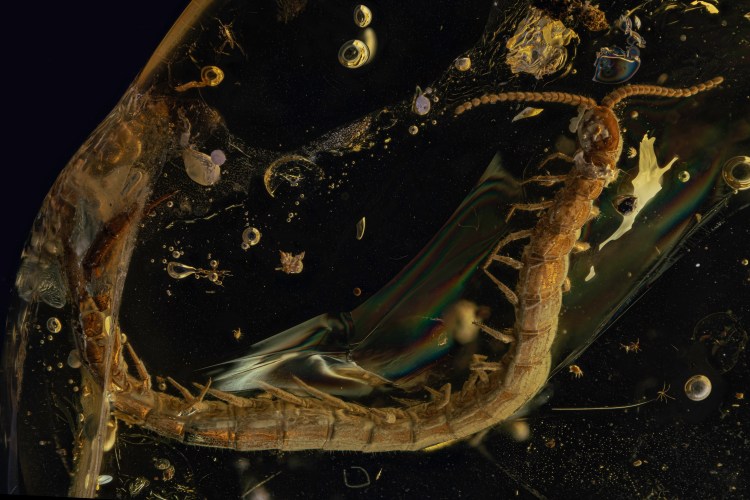 Scolopendromorpha (Chilopoda) acquired in darkfield. Upper Eocene - 47.8 to 33.9 Myo, Baltic area